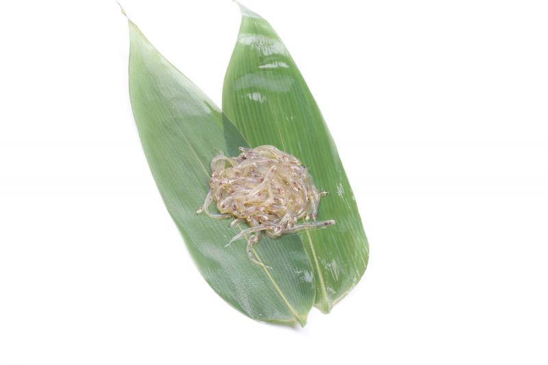 thấy Shirouo là thấy mùa xuân